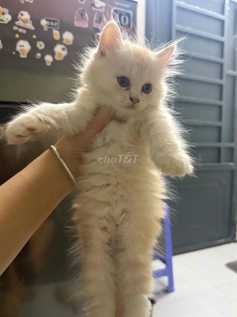 Mèo Anh lông dài 2 tháng đã sổ giun. Mua bán Mèo tại Quận Bình Tân Tp Hồ Chí Minh được đăng bởi Huỳnh hình 1