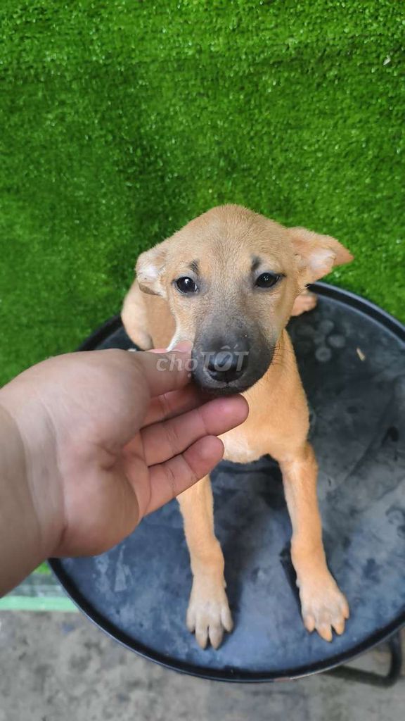 Chó Phú Quốc Vàng Bò. Mua bán Chó tại Quận 12 Tp Hồ Chí Minh được đăng bởi Penta Store hình 3