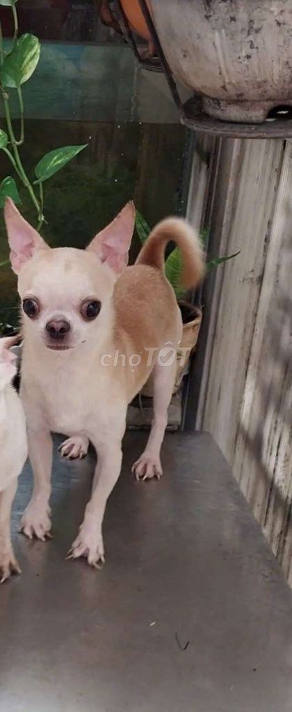 Chihuahua đực giống