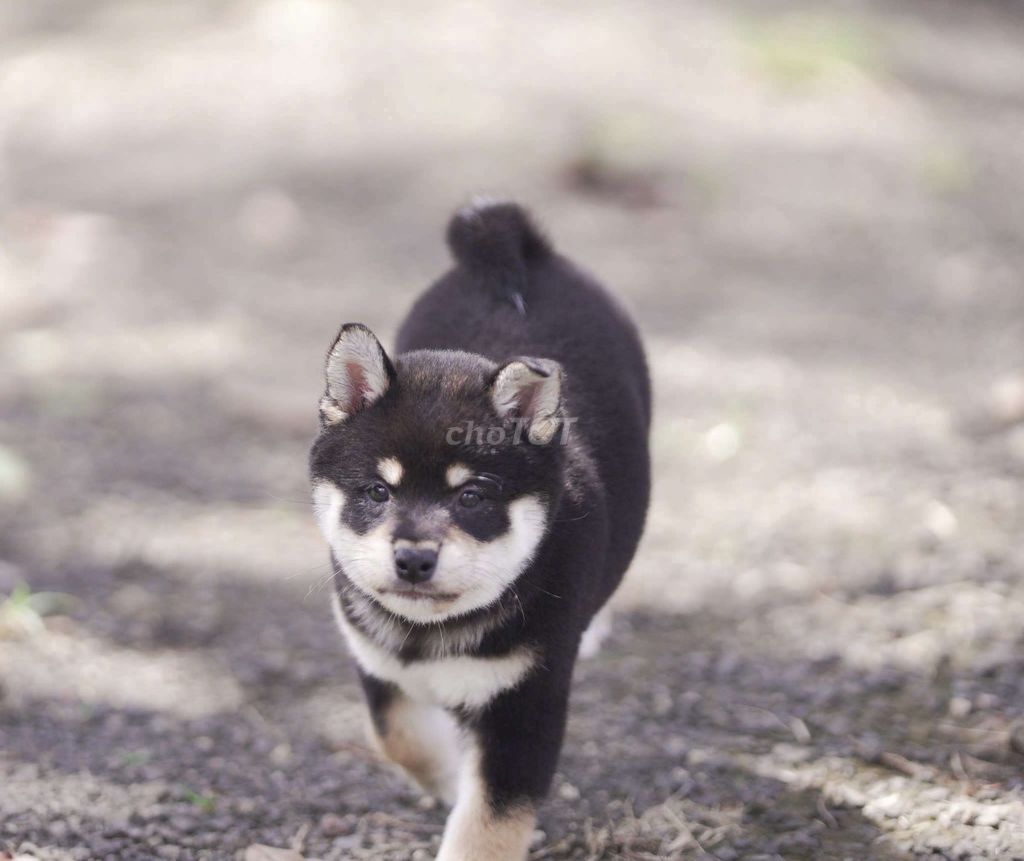 Chó Shiba Inu đen vàng 2 tháng. Mua bán Chó tại Quận Bình Thạnh Tp Hồ Chí Minh được đăng bởi Bình Phan hình 1