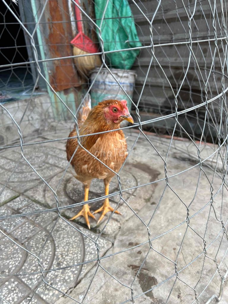 Gà nồi tơ 1,8kg Nâu vàng. Mua bán Gà tại Huyện Bình Chánh Tp Hồ Chí Minh được đăng bởi Ngoc Mai hình 1