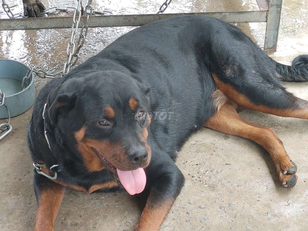 Cái Zin.Chưa Sinh. Mua bán Chó tại Quận 12 Tp Hồ Chí Minh được đăng bởi Nhân Rottweiler  hình 2