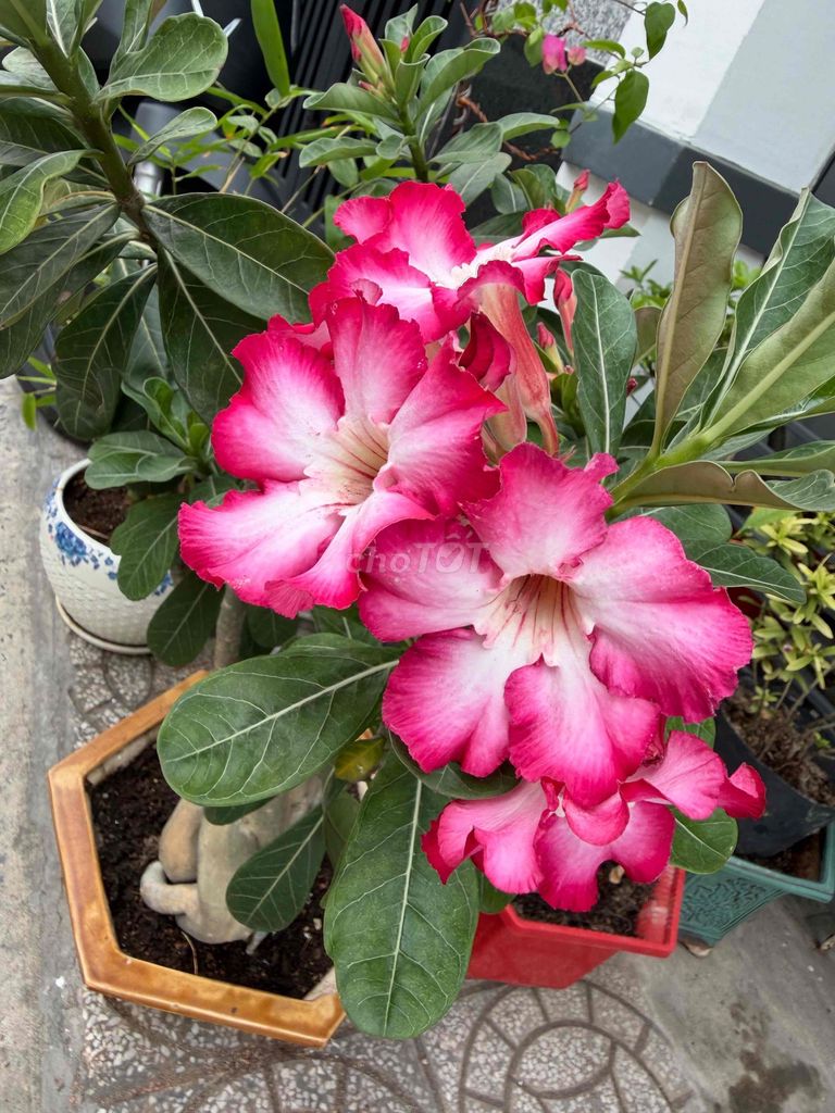 Hoa sứ Thái Đỏ hồng. Mua bán Cây cảnh, đồ trang trí tại Quận Ninh Kiều Cần Thơ được đăng bởi ĐTDĐ HỒNG ĐĂNG hình 1