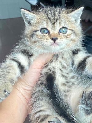 Mèo ALN thuần chủng 2 bé cái hơn 2tháng