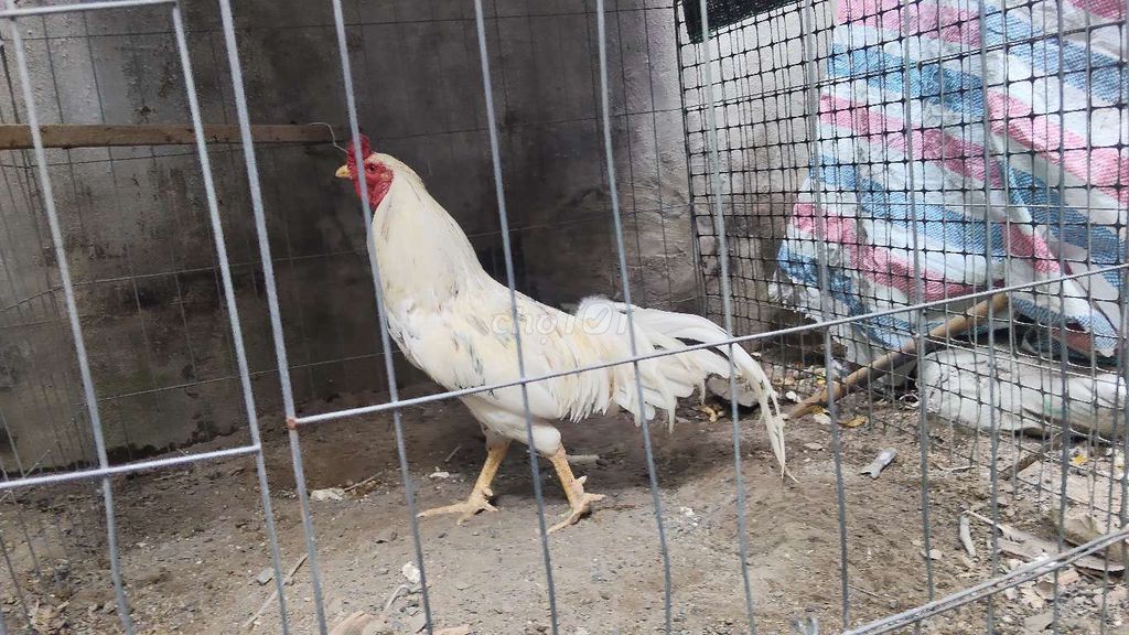 Gà Trống 2.9-3kg Khỏe mạnh. Mua bán Gà tại Quận 12 Tp Hồ Chí Minh được đăng bởi Hiếu Bán Gà hình 1