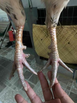 cần bán gà bướm 3k2 chạng 3k4. Mua bán Gà tại Quận Gò Vấp Tp Hồ Chí Minh được đăng bởi Thương