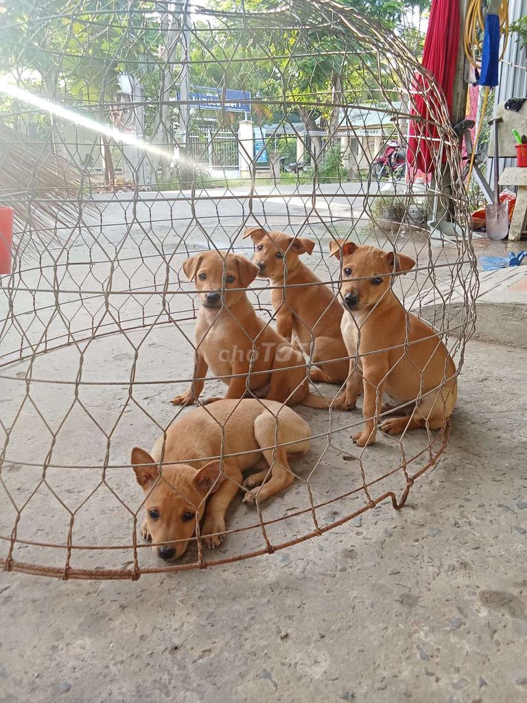Chó cỏ nâu vàng giữ nhà. Mua bán Chó tại Huyện Mỏ Cày Bắc Bến Tre được đăng bởi Nhuttruong Ho hình 1