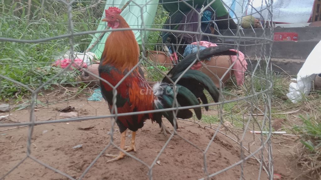 Bầy Tre Mỹ hatch Cuban 5 bé Trống Tơ. Mua bán Gà tại Huyện Long Hồ Vĩnh Long được đăng bởi tran chi nhan hình 1
