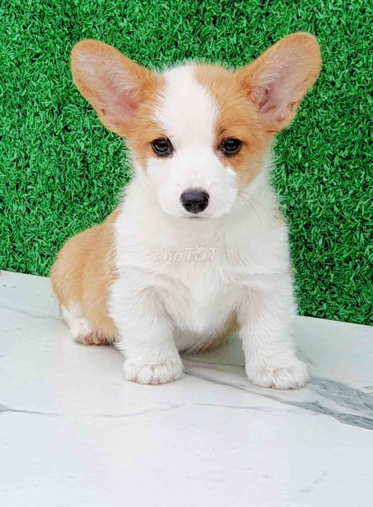 Corgi