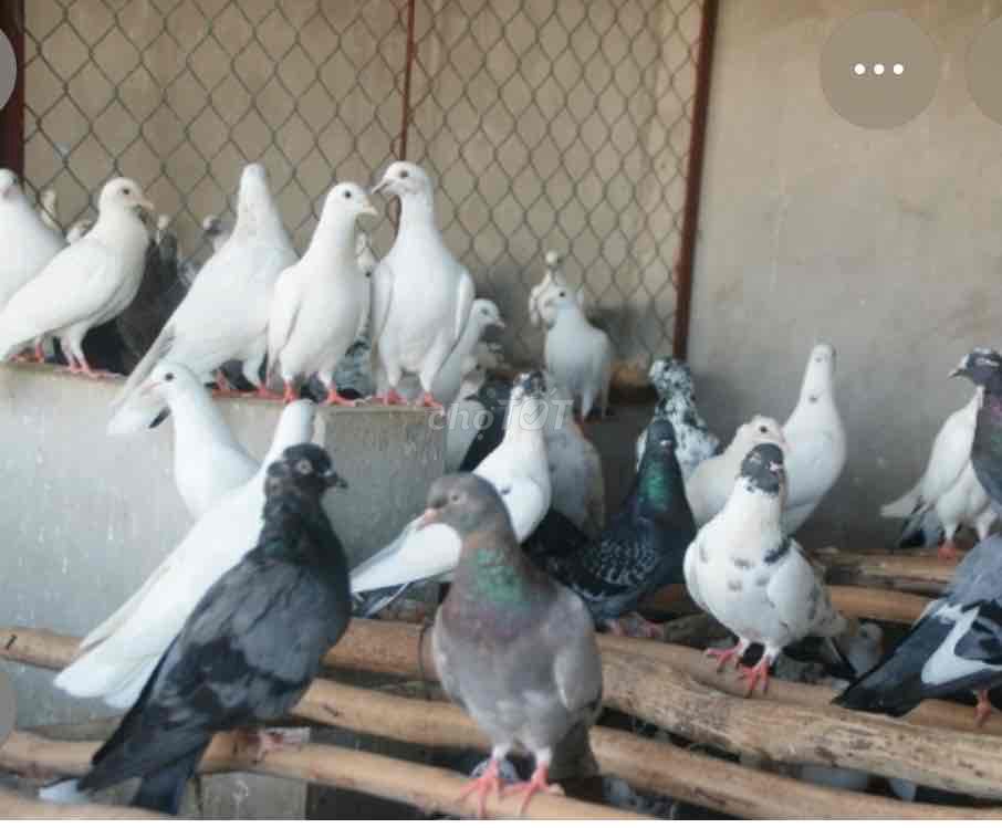tìm Chim bồ câu Trắng, xám, đen. Mua bán Chim tại Huyện Đông Anh Hà Nội được đăng bởi minh hoàng hình 1