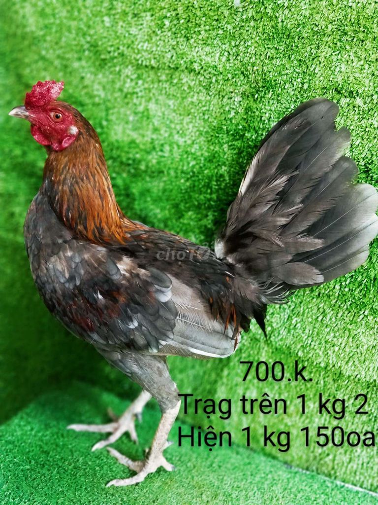 Mã lai gà zin trạng trên 1 kg 2 .hiện 1 kg 150oa