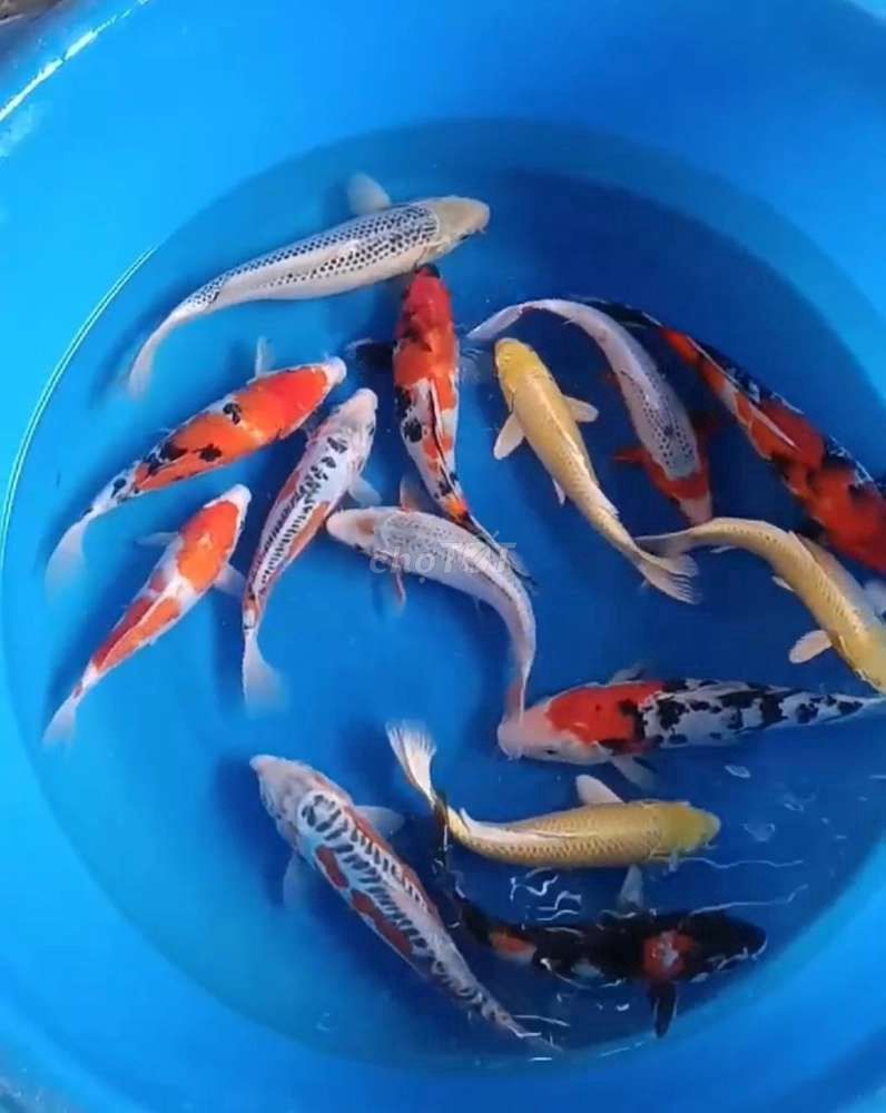 Cá cảnh Koi nhiều màu hẻm BMT. Mua bán Thú cưng khác tại Thành phố Buôn Ma Thuột Đắk Lắk được đăng bởi Cá Cảnh Bá Phong BMT hình 1