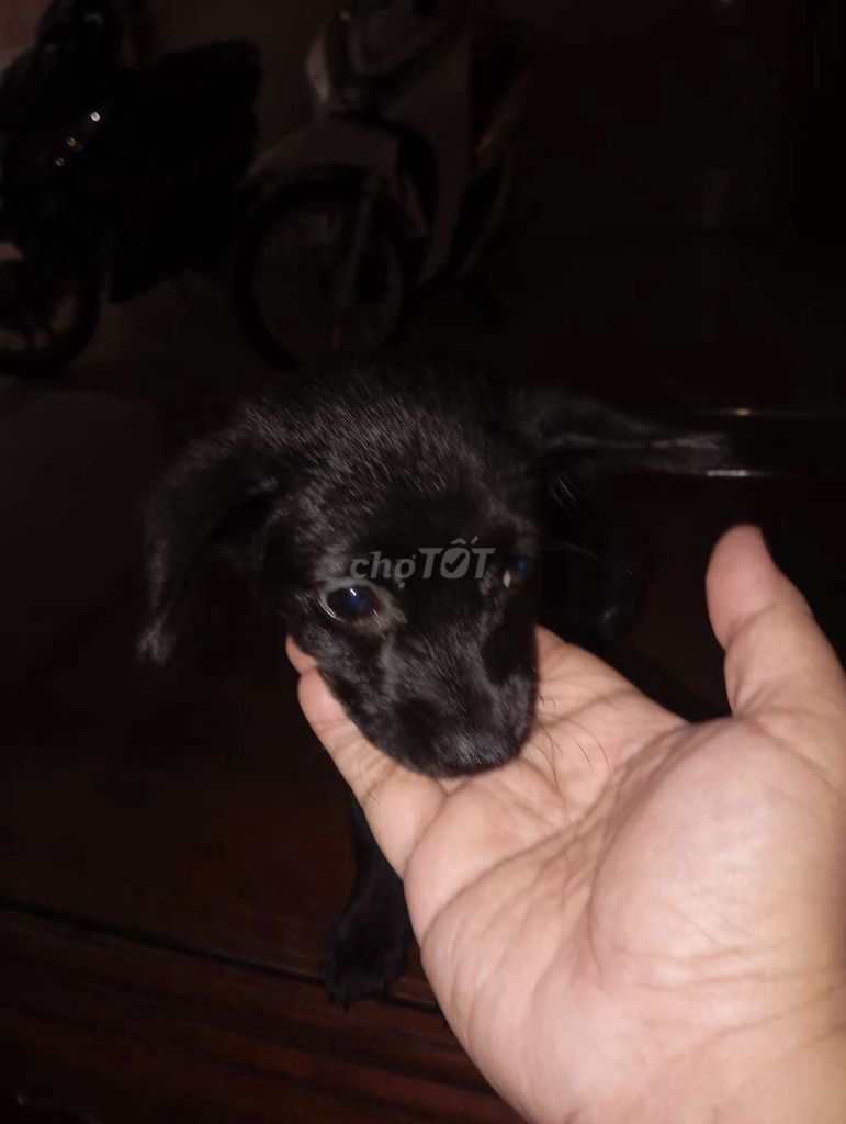 Chó ta .. Muc đen 45 ngày tuổi. Mua bán Chó tại Quận Gò Vấp Tp Hồ Chí Minh được đăng bởi Chamayday hình 1