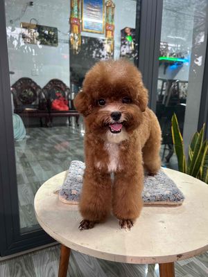 Chó Poodle Tiny cái  màu Nâu