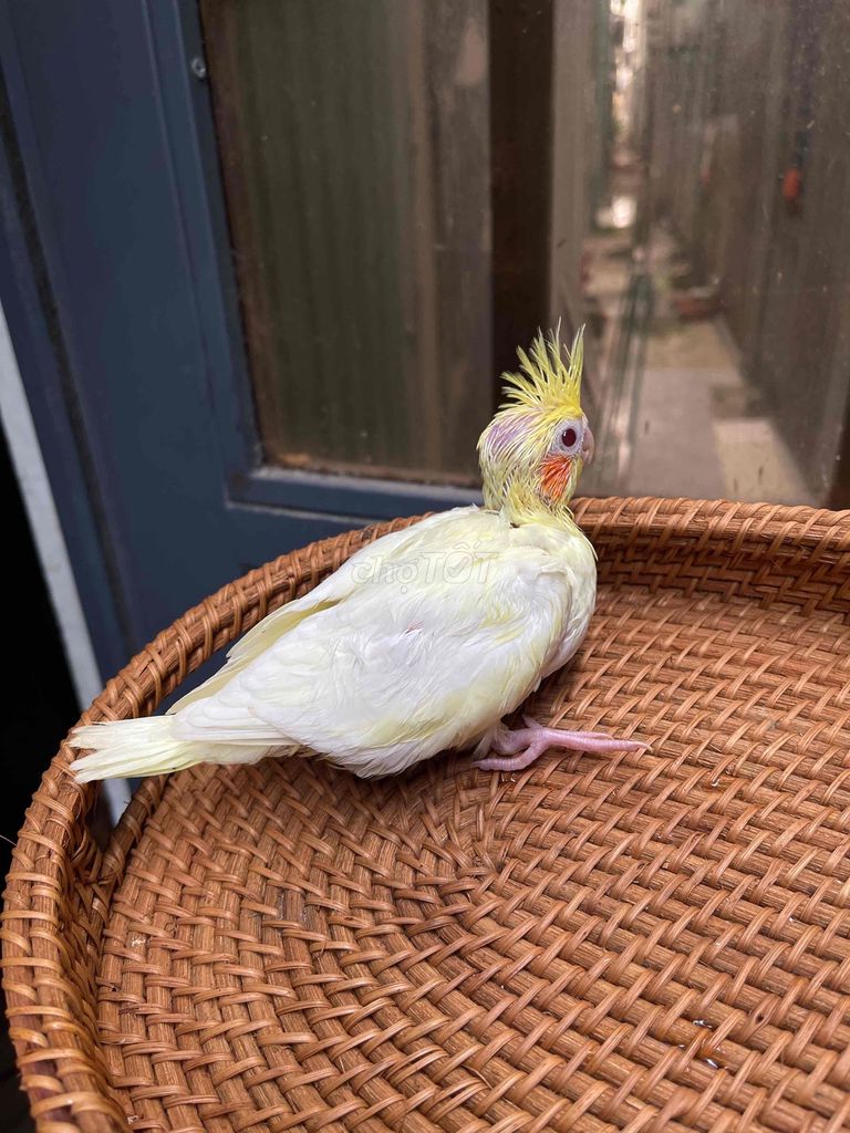 Vẹt Cockatiel Lutino Non. Mua bán Chim tại Quận Sơn Trà Đà Nẵng được đăng bởi Vu Nguyen hình 1