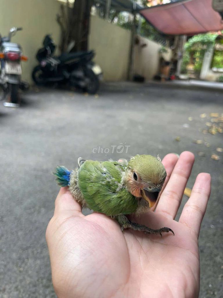 Chim lovebird non thuần