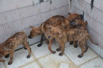 Chó Phú Quốc Vện Cọp và Đen mực