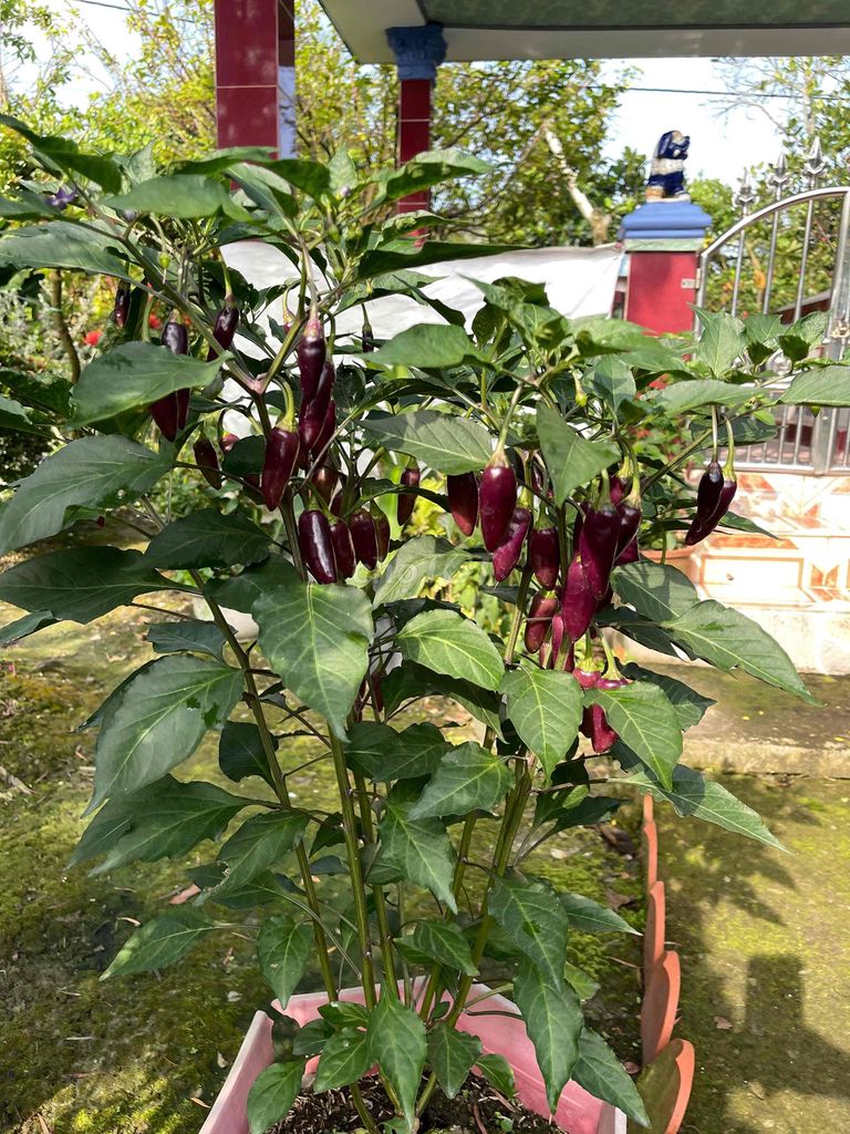 Ớt tím. Mua bán Đồ ăn, thực phẩm và các loại khác tại Thị xã Cai Lậy Tiền Giang được đăng bởi Anh Thư Trần Thị hình 1