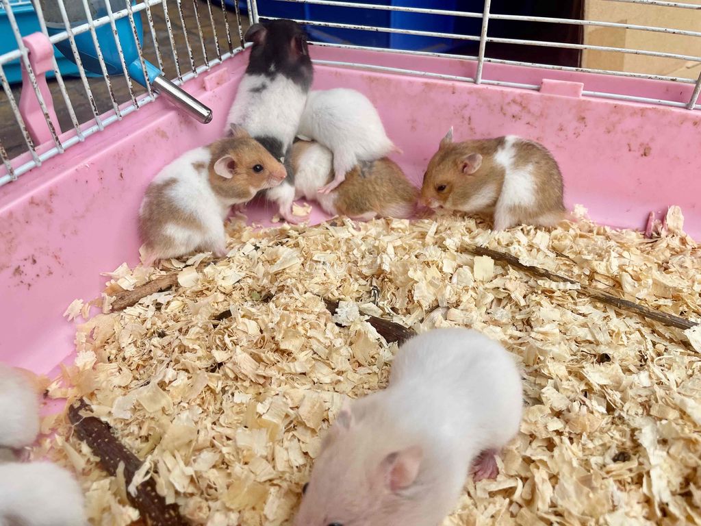 500 chuột kiểng Hamster sỉ và lẻ toàn quốc