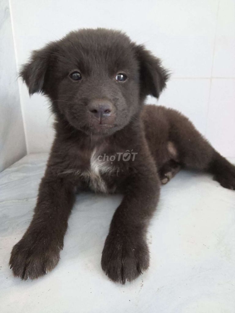 Chó Golden đen hiền ngoan dễ dạy, dễ nuôi. Mua bán Chó tại Quận 6 Tp Hồ Chí Minh được đăng bởi Tăng Chí Lương  hình 1