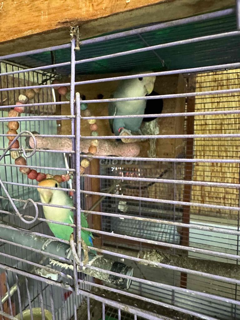 Chim Lovebird Xanh đã sinh sản. Mua bán Chim tại Huyện Mỏ Cày Bắc Bến Tre được đăng bởi Thuỳ vân hình 1