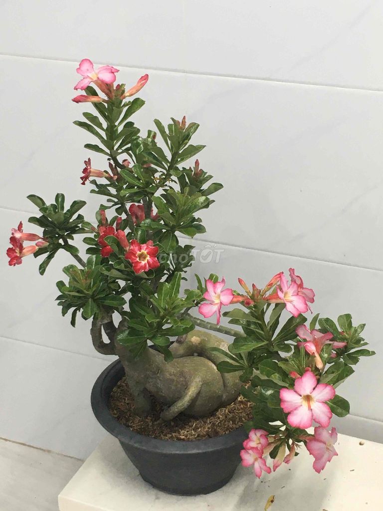sứ ghép. Mua bán Cây cảnh, đồ trang trí tại Quận 7 Tp Hồ Chí Minh được đăng bởi Nga Trần hình 1