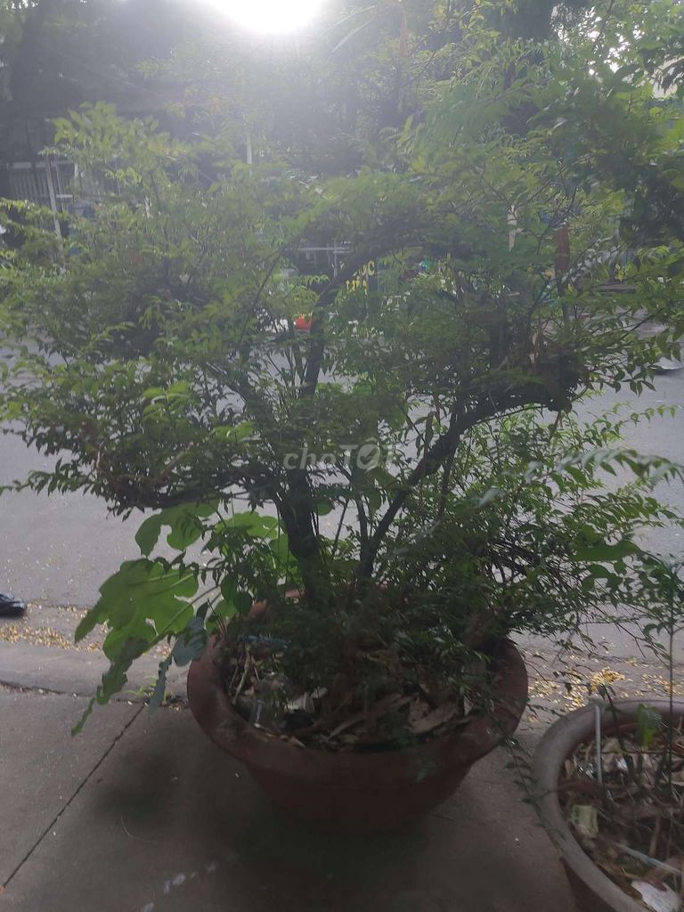 Cần bán cây si và cây mai chiếu thủy