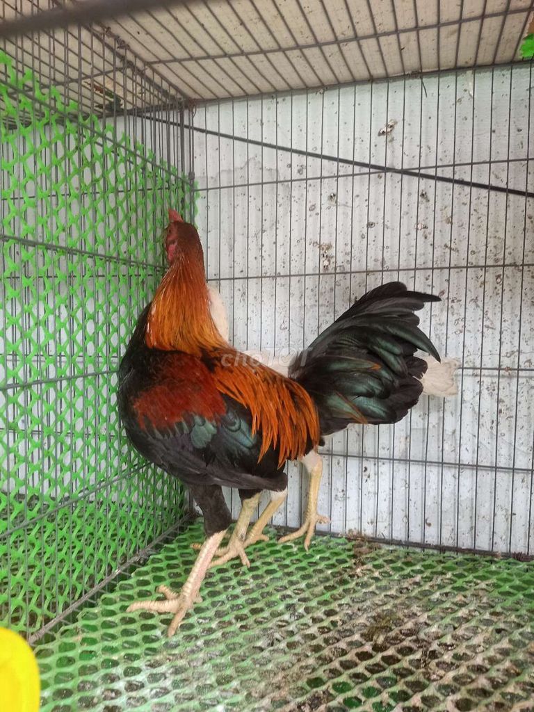 Gà kiểng Đa sắc Cả hai Sắp đẻ. Mua bán Gà tại Quận 8 Tp Hồ Chí Minh được đăng bởi Nguyen Linh hình 1
