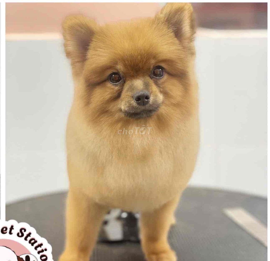 Phốc Sóc (pomeranian) Thuần Đã Thay Lông Lần Đầu