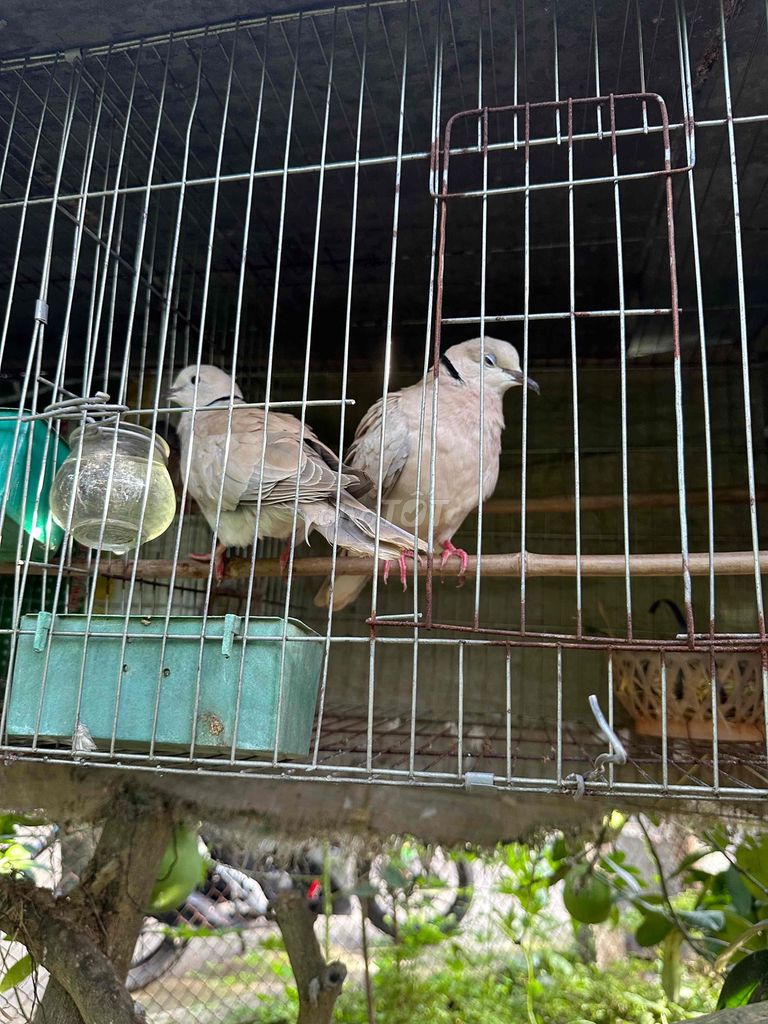 chim gáy phap. Mua bán Chim tại Huyện Phú Xuyên Hà Nội được đăng bởi Thanh nguyen hình 2