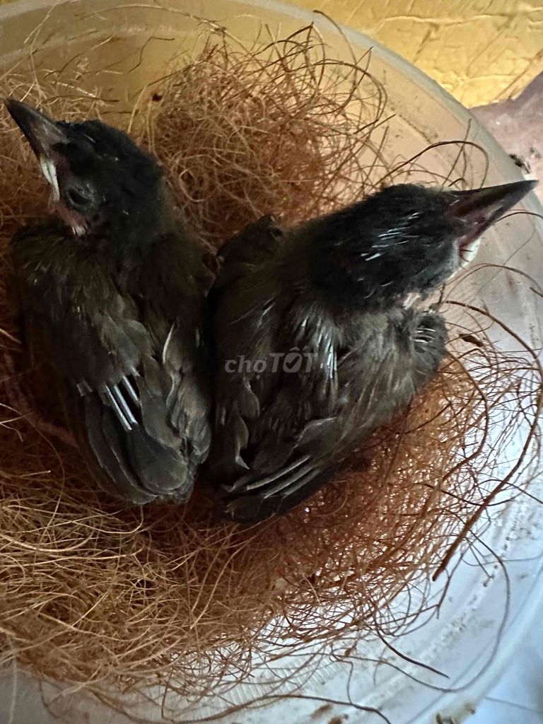 Chim chào mào non trống 2 tháng. Mua bán Chim tại Quận Gò Vấp Tp Hồ Chí Minh được đăng bởi tran binh trong hình 1