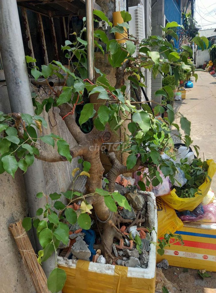 Cây sanh cao80cm×40cm trang trí nhà. Mua bán Cây cảnh, đồ trang trí tại Quận Gò Vấp Tp Hồ Chí Minh được đăng bởi Quoc Thai hình 1