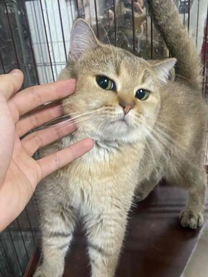 Pass mèo anh lông ngắn. Mua bán Mèo tại Quận 5 Tp Hồ Chí Minh được đăng bởi Quynh Tho
