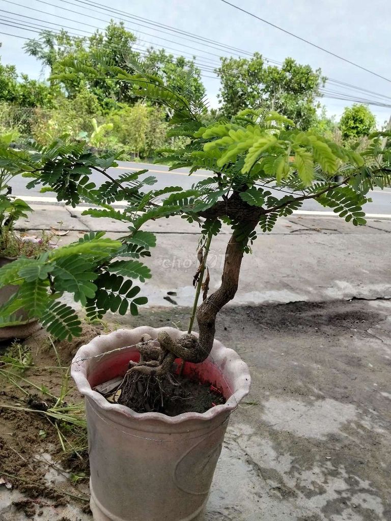 Cây cảnh. Mua bán Cây cảnh, đồ trang trí tại Huyện Bình Tân Vĩnh Long được đăng bởi Cẩm Nhung hình 1