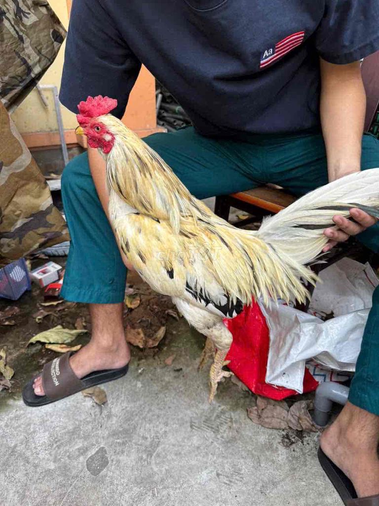 Gà Trắng vàng Đực 2.8kg. Mua bán Gà tại Huyện Bình Chánh Tp Hồ Chí Minh được đăng bởi  Minh Đức hình 1