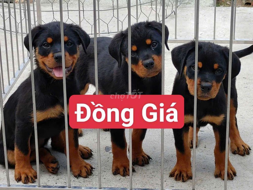 Chó Rottweiler Đen vàng 2 mũi. Mua bán Chó tại Quận Bình Tân Tp Hồ Chí Minh được đăng bởi Nhân Rottweiler  hình 1