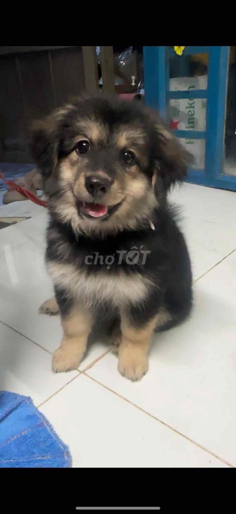 Chó Nhật lai Phốc Sóc Đen, Nâu vàng. Mua bán Chó tại Quận 12 Tp Hồ Chí Minh được đăng bởi Nguyễn Thị Thuỳ Trang hình 1