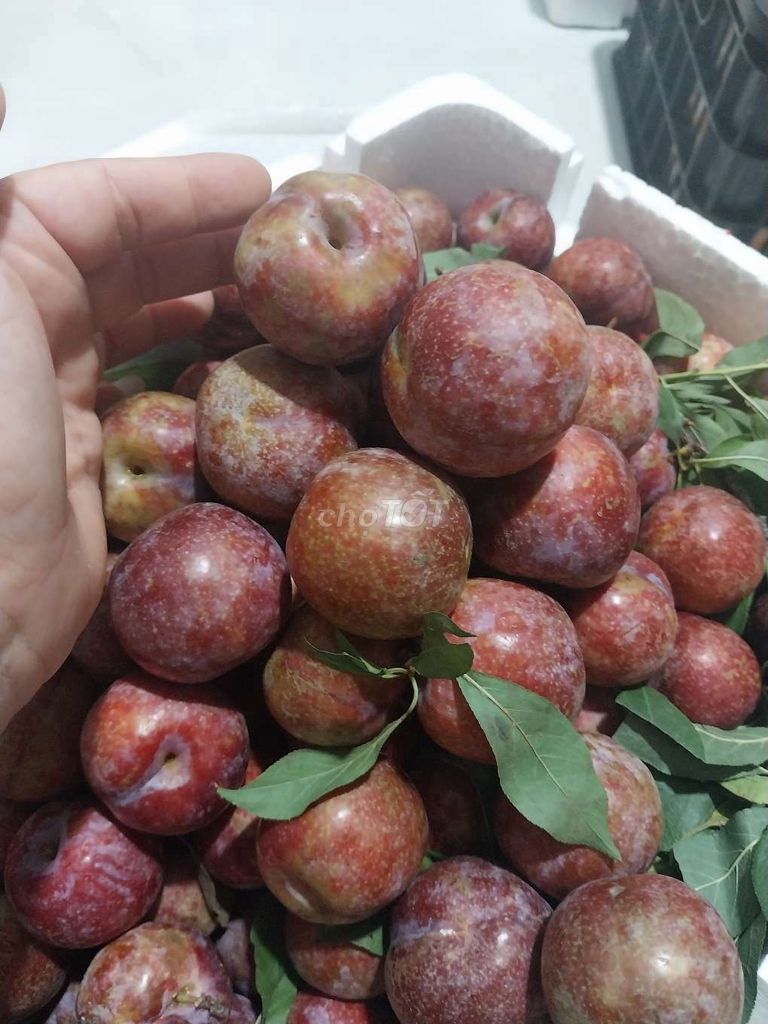 Mận size 30  quả  1kg  .  Thùng  10kg  235k. Mua bán Đồ ăn, thực phẩm và các loại khác tại Quận Gò Vấp Tp Hồ Chí Minh được đăng bởi shop trái cây sạch hình 4