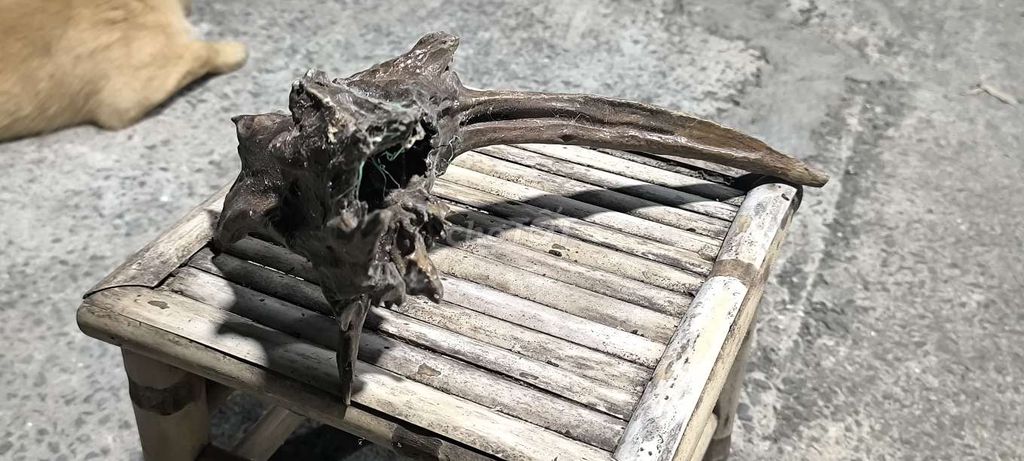 Lũa trang trí. Mua bán Cây cảnh, đồ trang trí tại Huyện Hóc Môn Tp Hồ Chí Minh được đăng bởi Nguyên hình 1