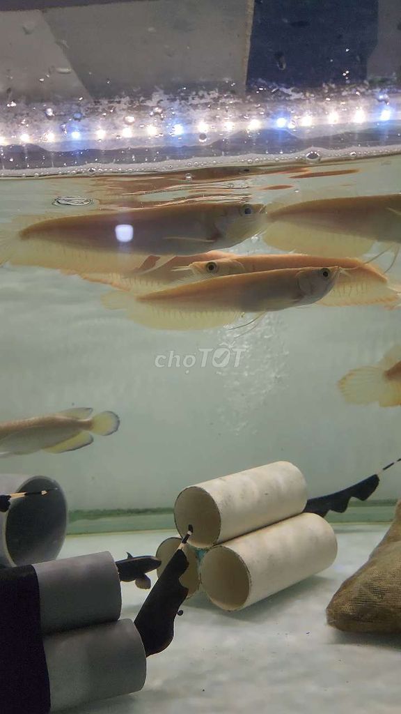 Cá Ngân Long Albino Vàng 17-18cm. Mua bán Thú cưng khác tại Huyện Bình Chánh Tp Hồ Chí Minh được đăng bởi Tuấn Anh hình 1