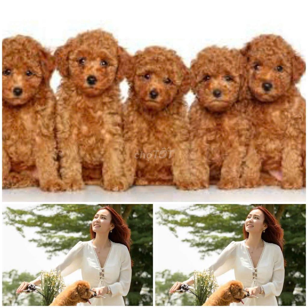 Chó Poodle nâu đỏ nhà đẻ đã tiêm ngừa 2 mũi