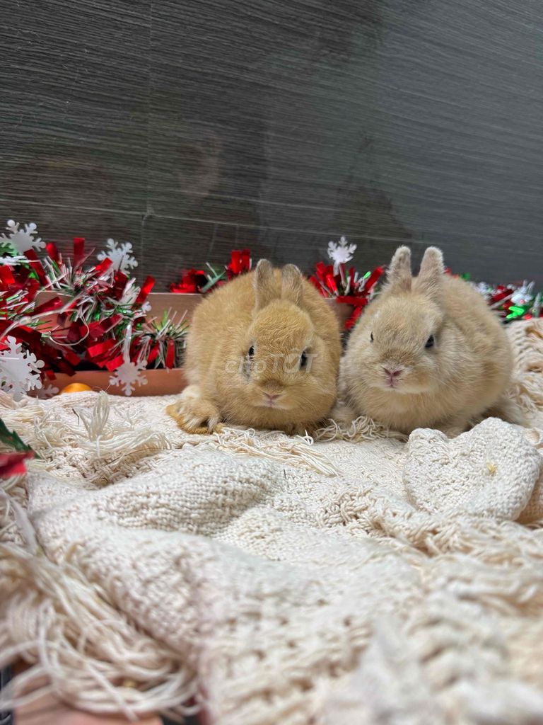 Đôi Thỏ lùn Cam Kem Đực Cái 2 tháng. Mua bán Thú cưng khác tại Quận Ninh Kiều Cần Thơ được đăng bởi Nông Trại Gu Thích Thú  hình 1