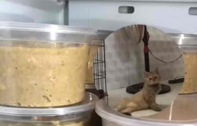 PATE MÈO SẠCH - NHÀ LÀM - 40g. Mua bán Phụ kiện, Thức ăn, Dịch vụ tại Quận 6 Tp Hồ Chí Minh được đăng bởi mẽo méo meo mẹo 