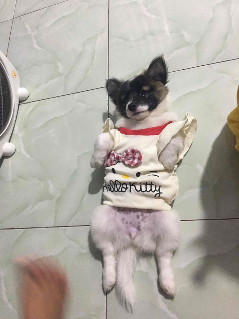 Chó Nhật Siêu ú lùn. Mua bán Chó tại Huyện Tháp Mười Đồng Tháp được đăng bởi Kieunhi hình 1