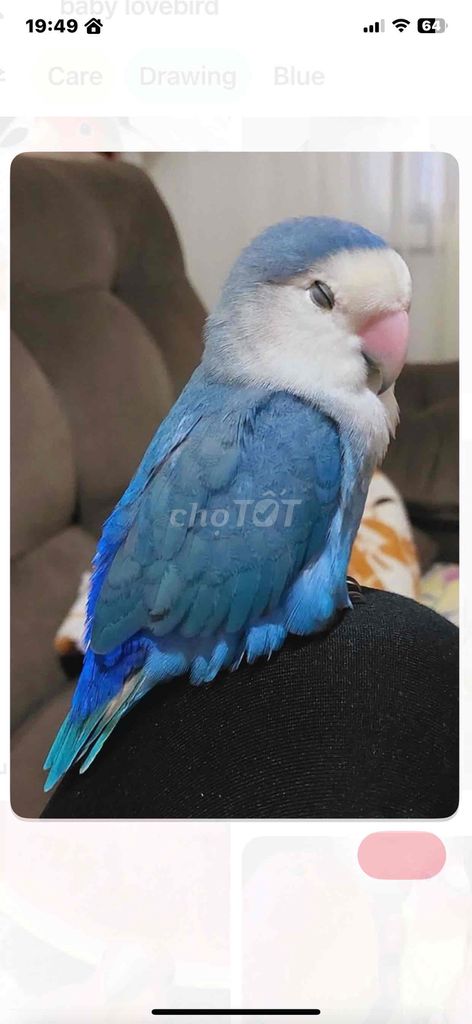 vẹt lovebird non đút bột xanh biển đầu trắng