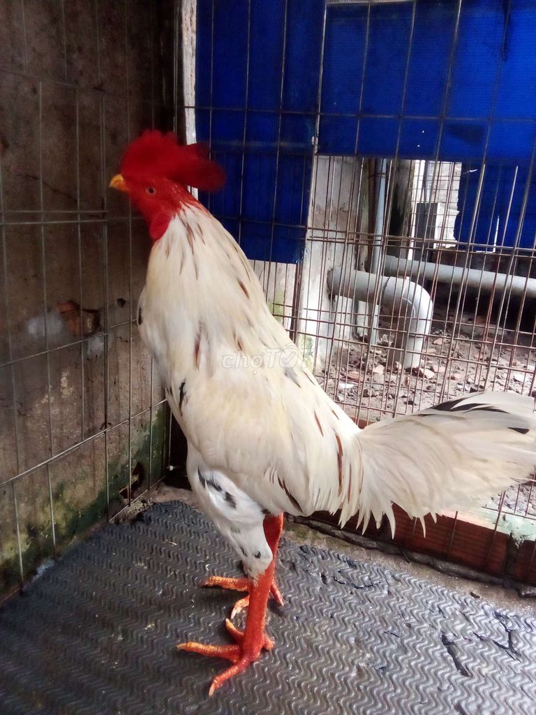 gà 3k50.tay tồt long mới.. Mua bán Gà tại Huyện Hóc Môn Tp Hồ Chí Minh được đăng bởi Phi Hùng Nguyễn hình 1