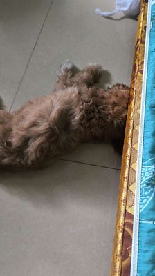 Cần bán em poodle này do không chăm được ạ