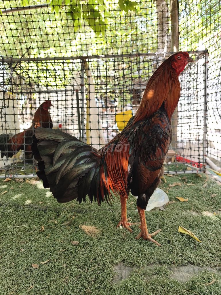 Điều chích,mắt trắng  2kg. Mua bán Gà tại Huyện Châu Thành Sóc Trăng được đăng bởi Gà  hình 1