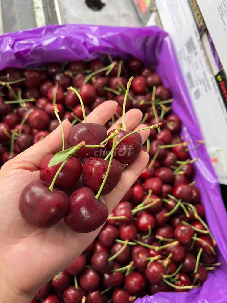 cherry mỹ freeship mọi nơi