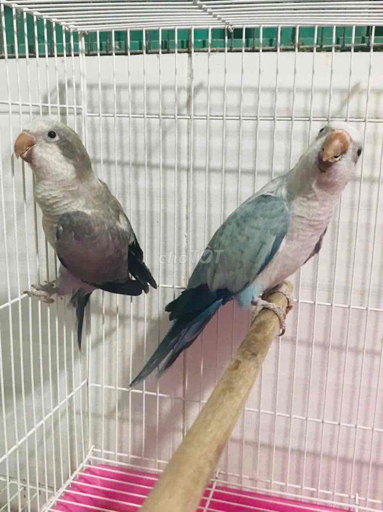 Vẹt Monk Blue Opanline - Coban Opanline. Mua bán Chim tại Quận Gò Vấp Tp Hồ Chí Minh được đăng bởi Quốc Khánh hình 1